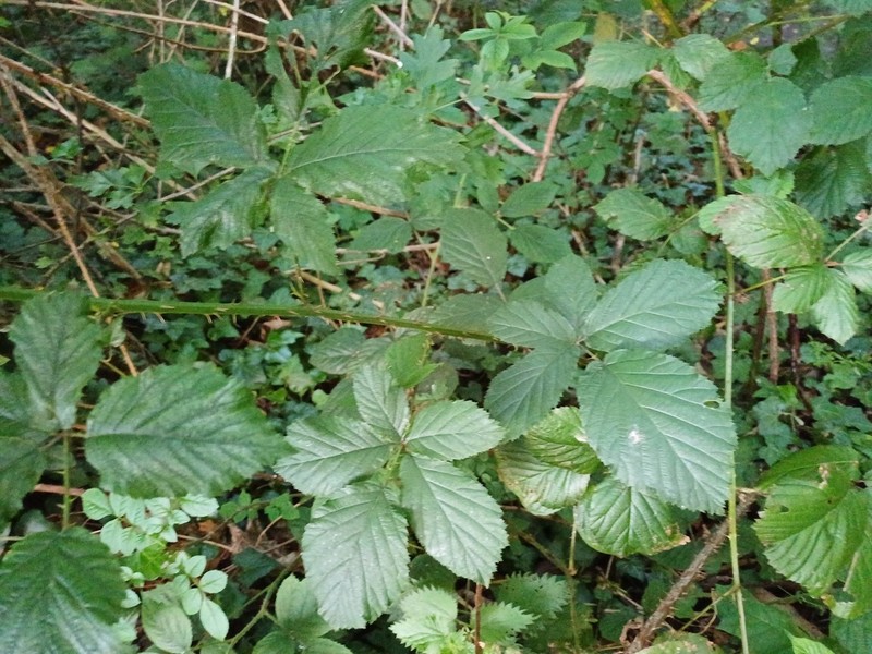 Rubus elegantispinosus photo 6