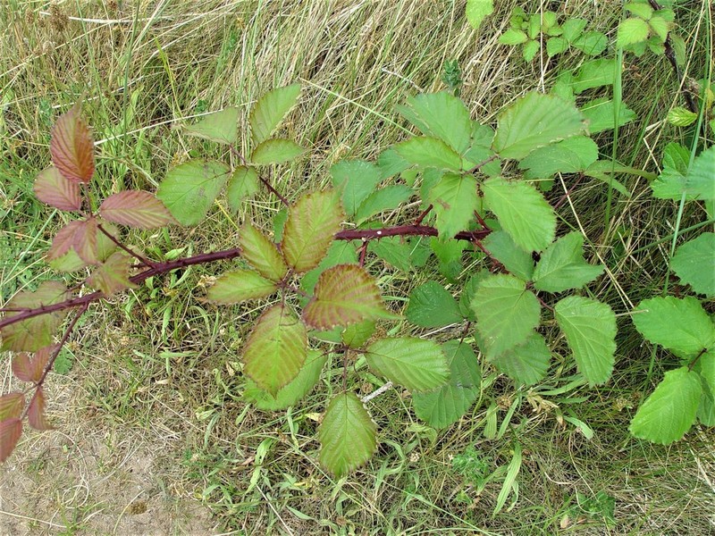 Rubus elegantispinosus photo 7