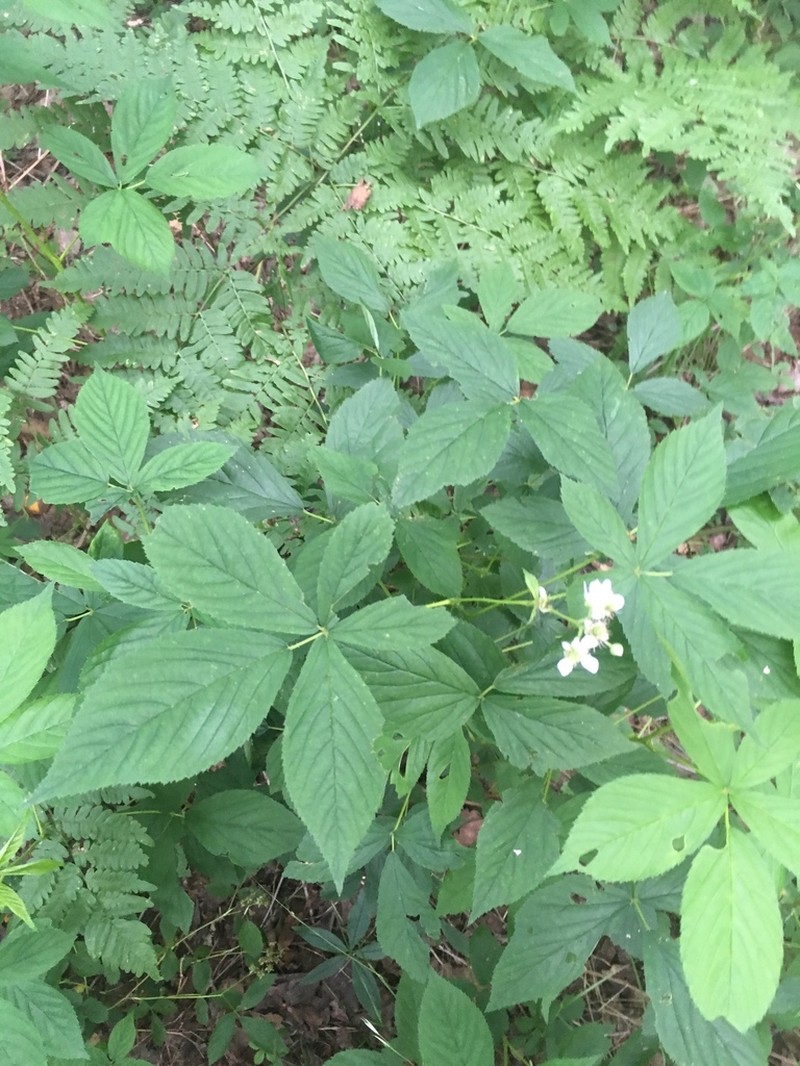 Showy Blackberry photo 2