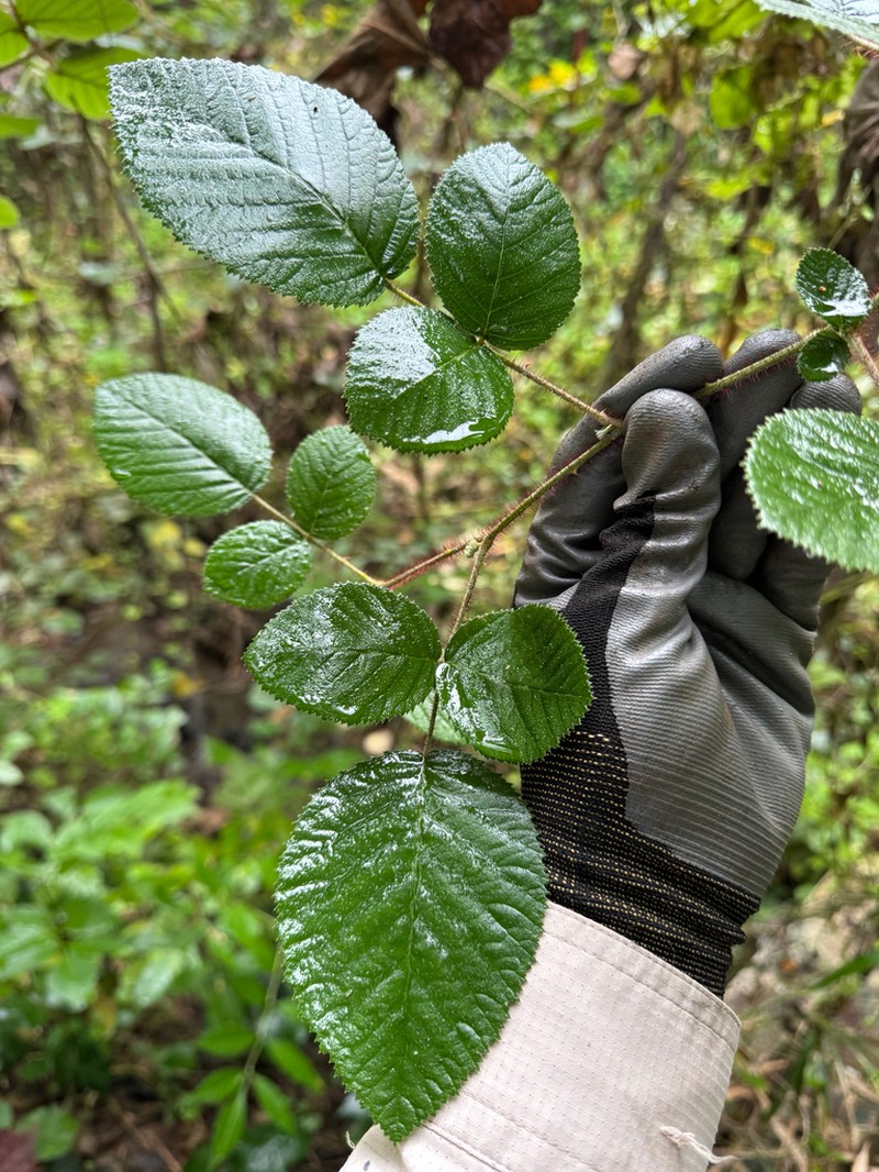 Yellow Himalayan Raspberry photo 3