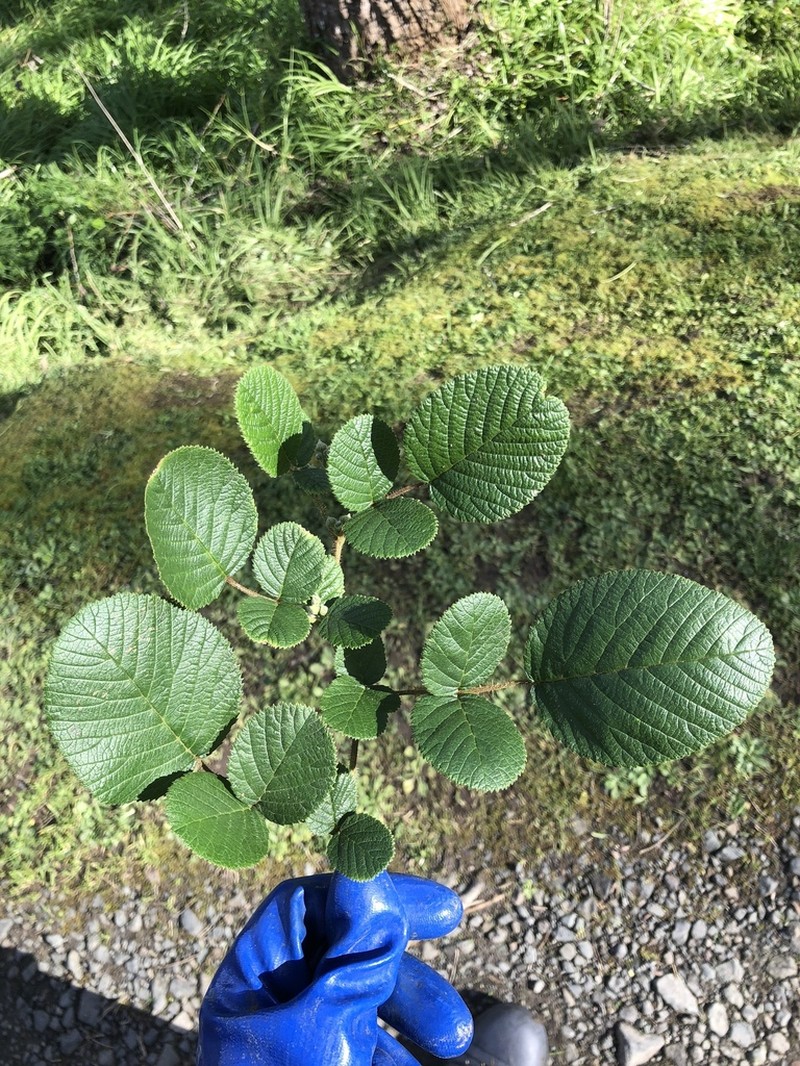 Yellow Himalayan Raspberry photo 4