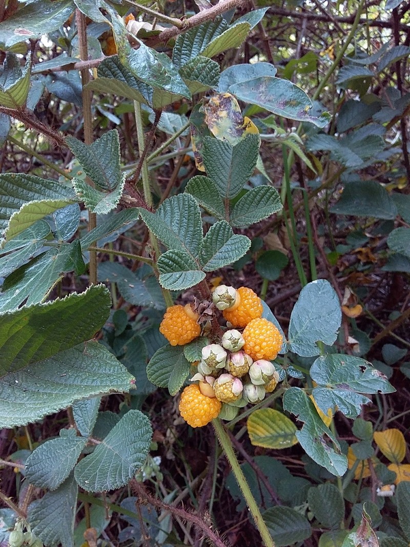 Yellow Himalayan Raspberry photo 5