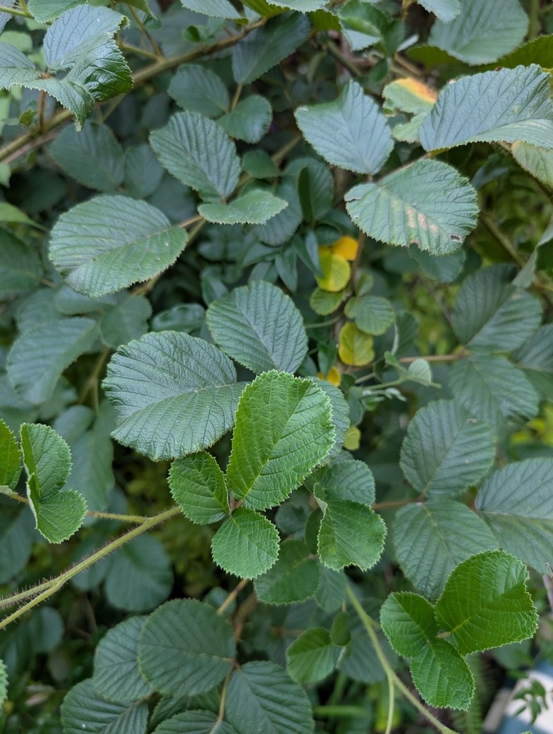 Yellow Himalayan Raspberry photo 6