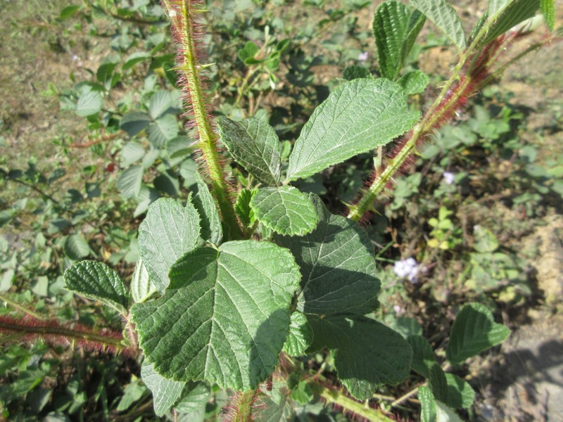 Yellow Himalayan Raspberry photo 7