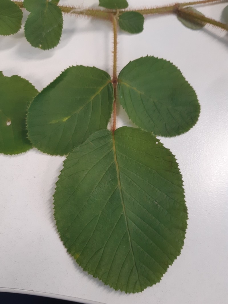 Yellow Himalayan Raspberry photo 8