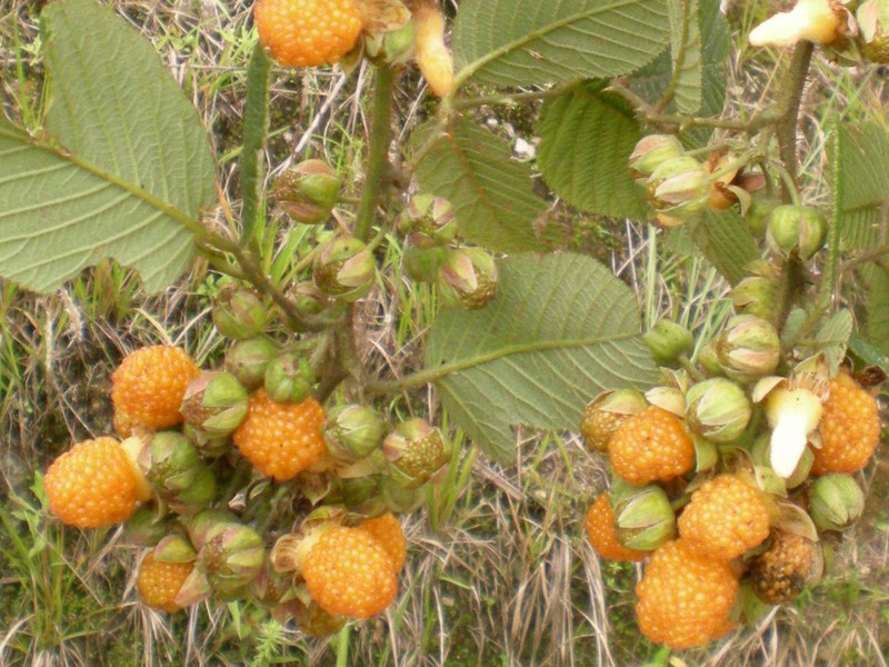 Yellow Himalayan Raspberry photo 4