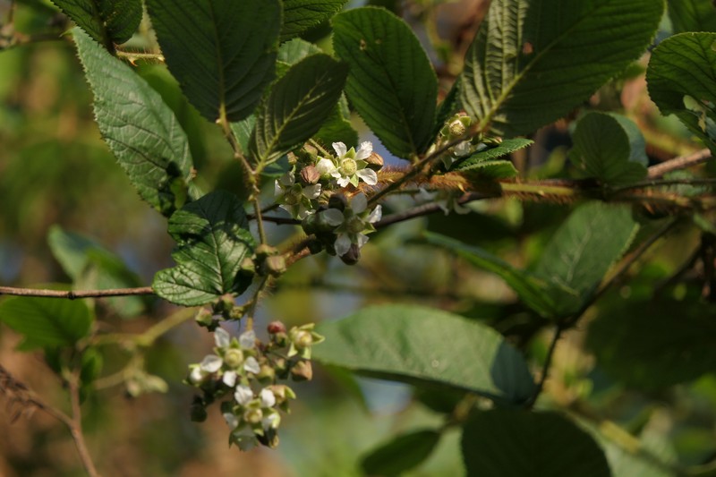 Yellow Himalayan Raspberry photo 5