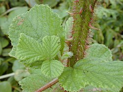 Yellow Himalayan Raspberry