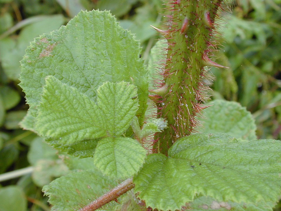 Yellow Himalayan Raspberry photo 6