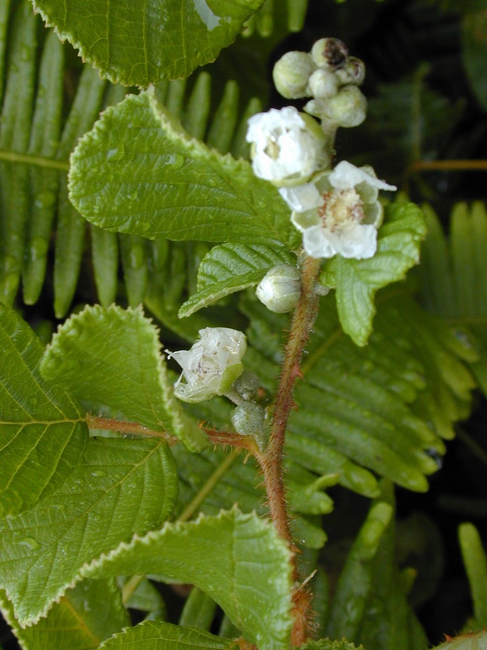 Yellow Himalayan Raspberry photo 7
