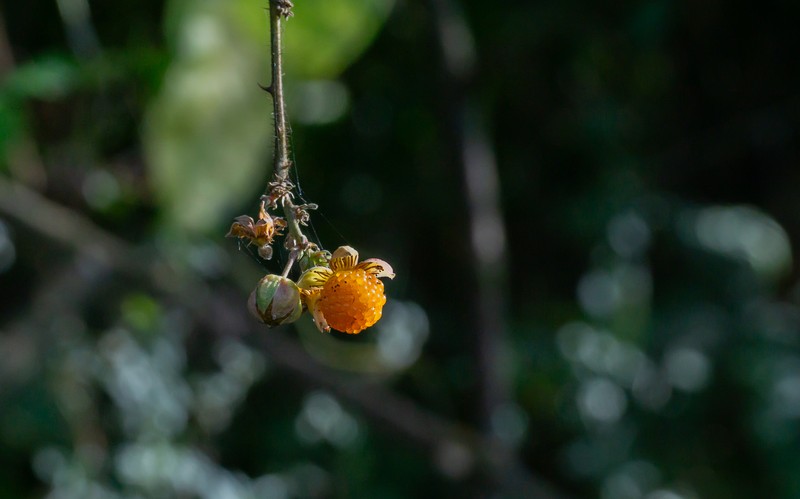 Yellow Himalayan Raspberry photo 2