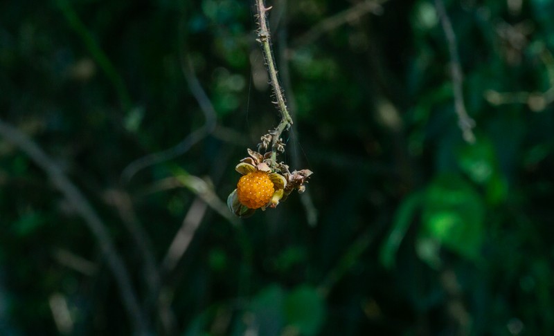 Yellow Himalayan Raspberry photo 3