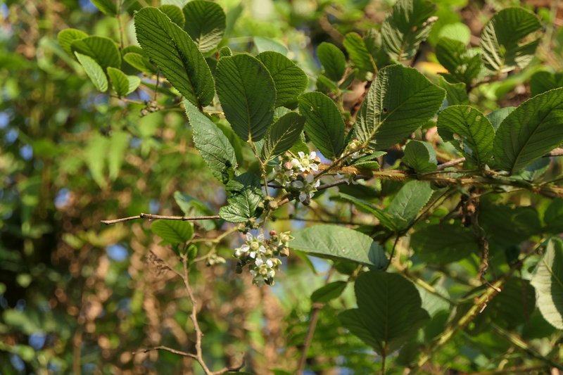 Yellow Himalayan Raspberry photo 8