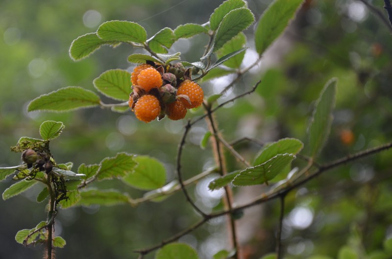 Yellow Himalayan Raspberry