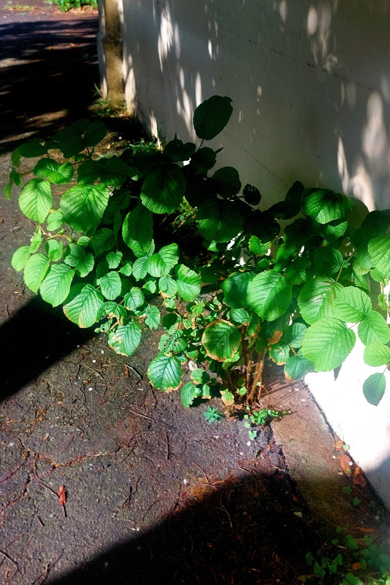 Rubus ellipticus var. obcordatus