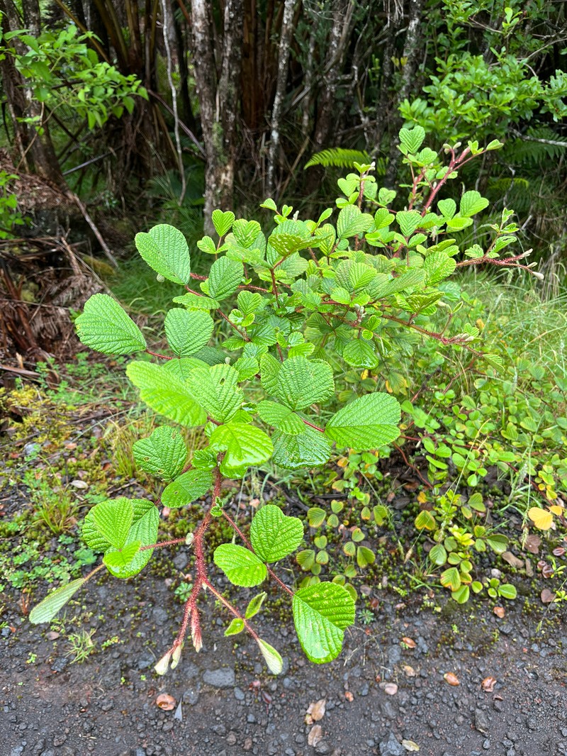 Rubus ellipticus var. obcordatus photo 2