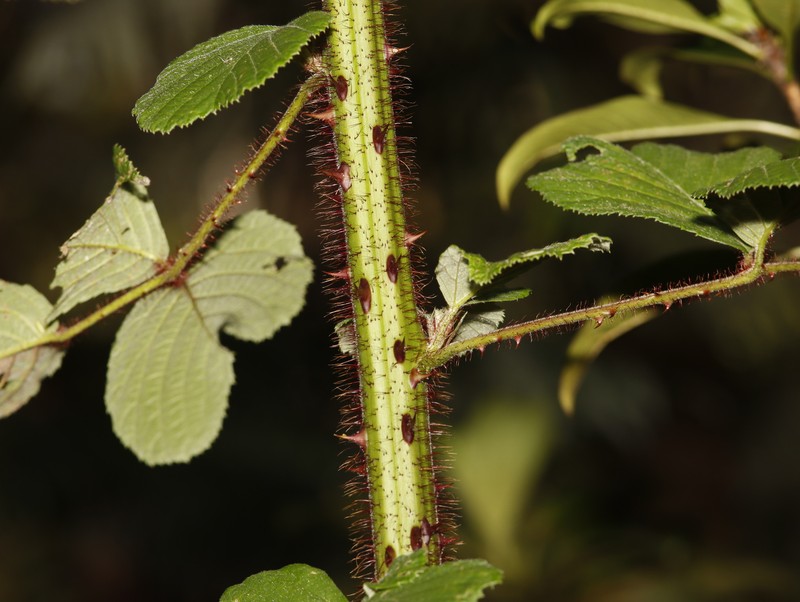 Rubus ellipticus var. obcordatus photo 3
