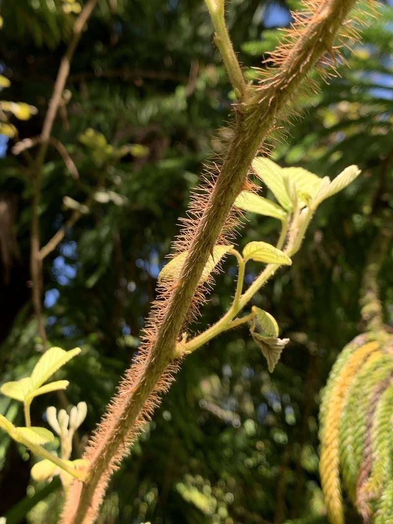 Rubus ellipticus var. obcordatus photo 4