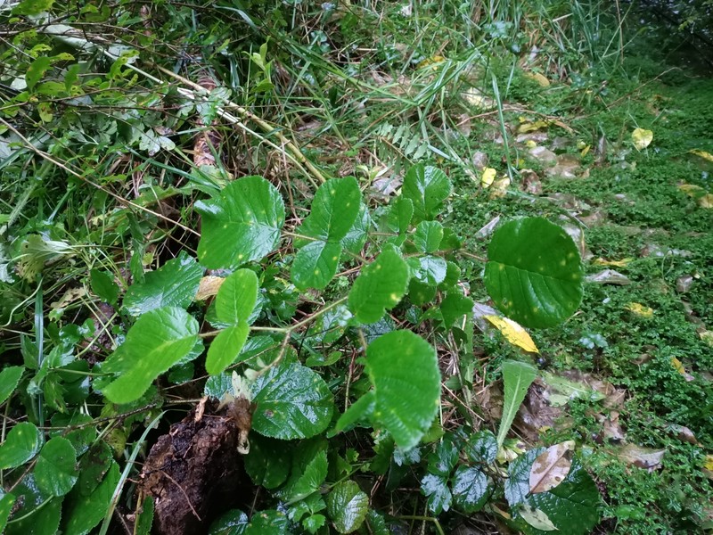 Rubus ellipticus var. obcordatus photo 5