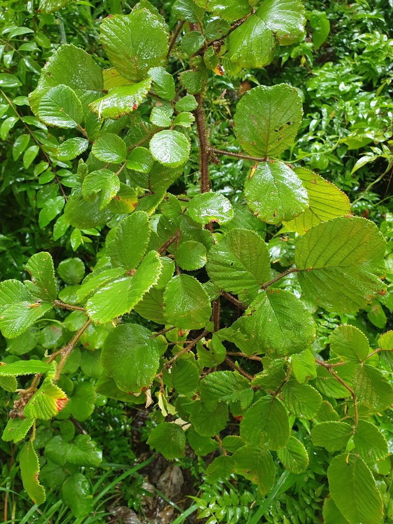 Rubus ellipticus var. obcordatus photo 6