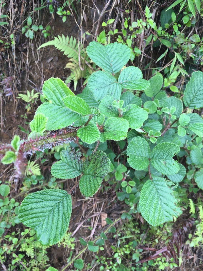 Rubus ellipticus var. obcordatus photo 7
