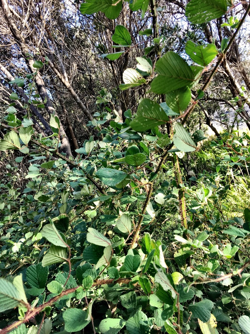 Rubus ellipticus var. obcordatus photo 8