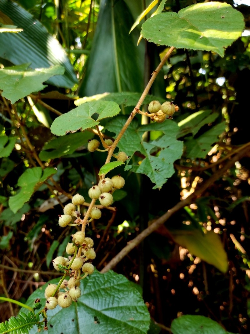 Rubus elongatus