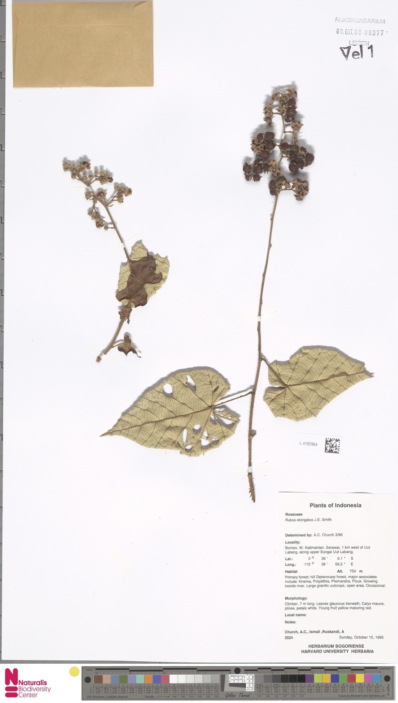 Rubus elongatus photo 2