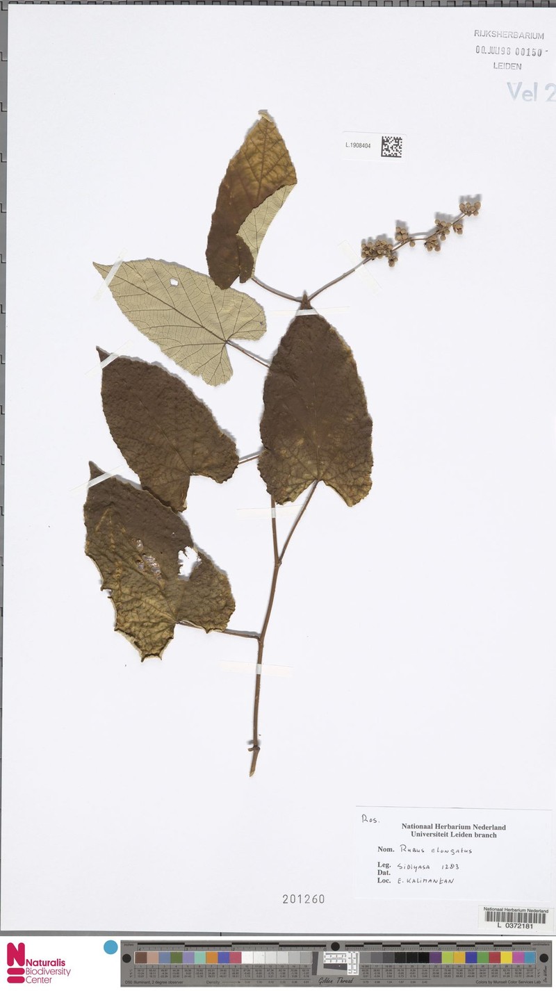 Rubus elongatus photo 4