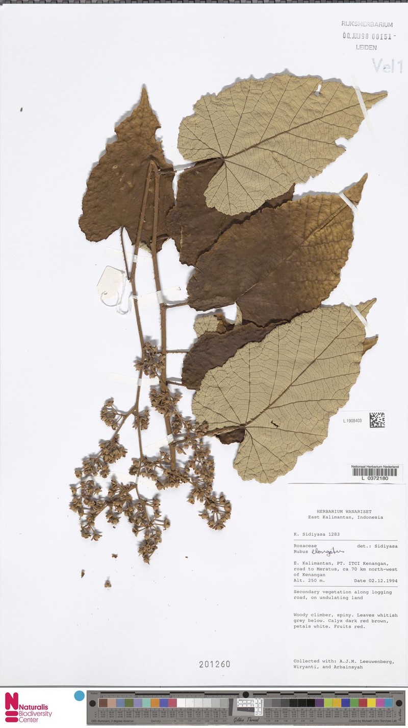 Rubus elongatus photo 5