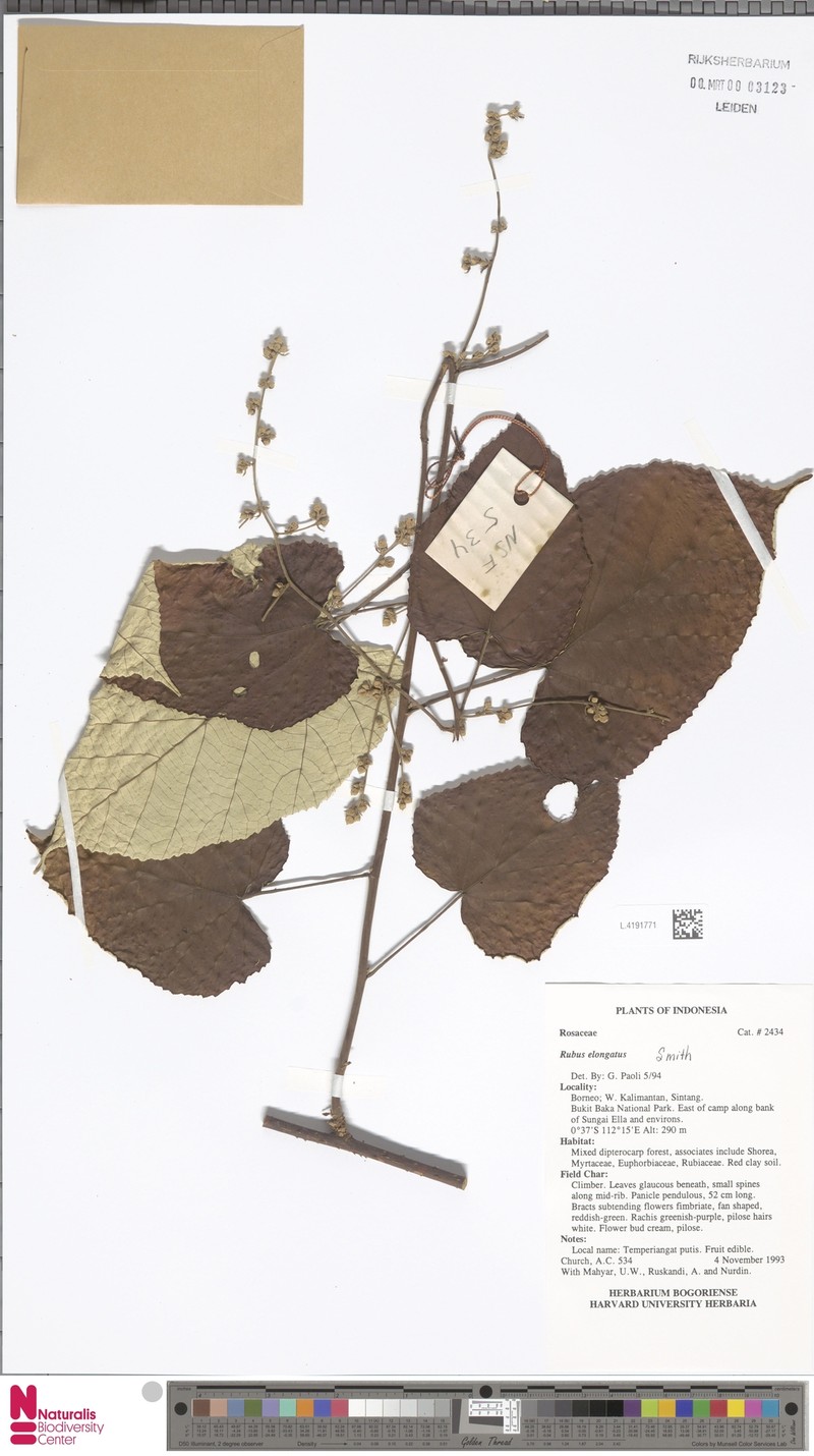 Rubus elongatus photo 6
