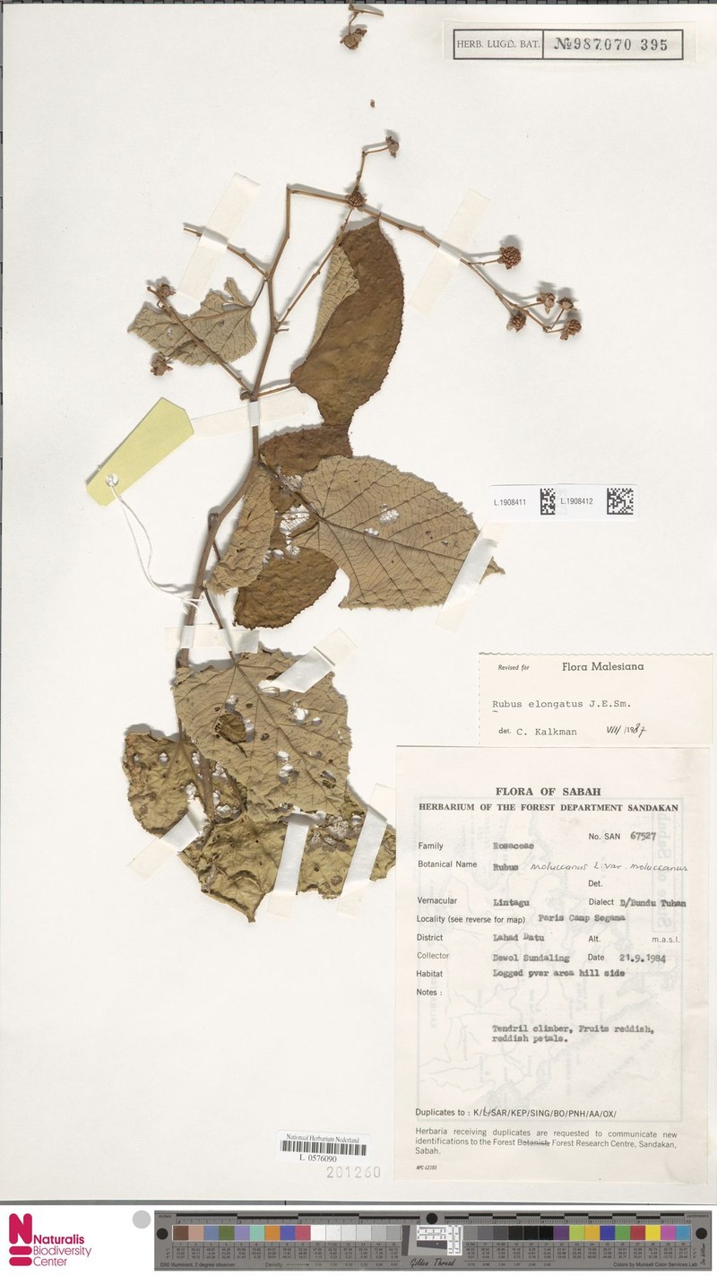 Rubus elongatus photo 7