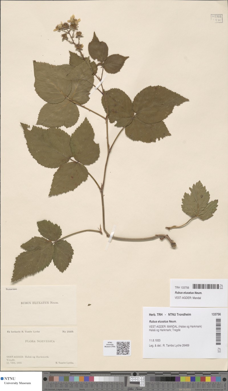 Rubus eluxatus