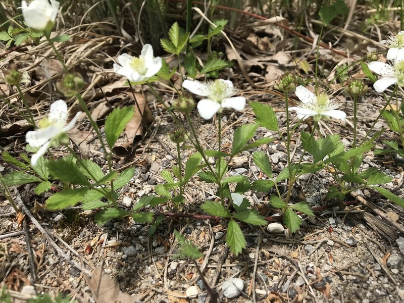 Prickless Dewberry