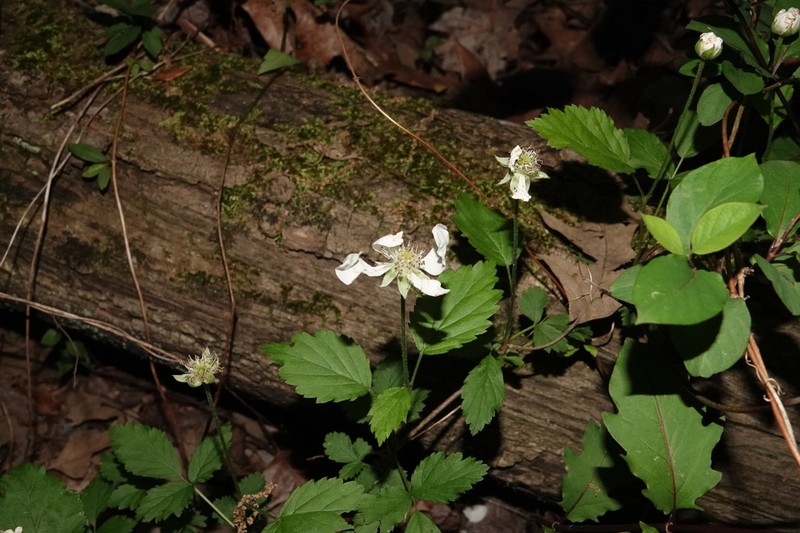 Prickless Dewberry photo 2