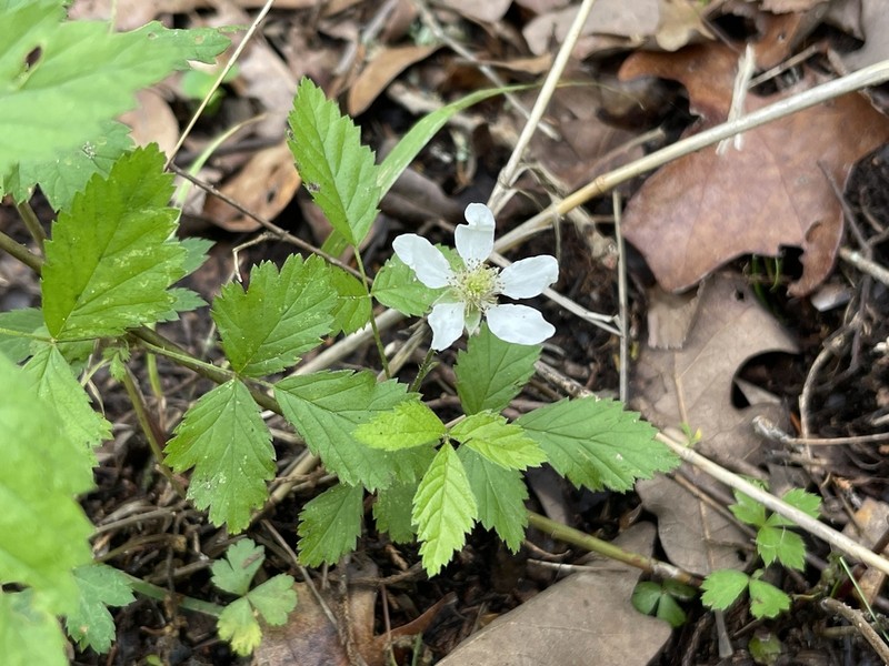 Prickless Dewberry photo 3