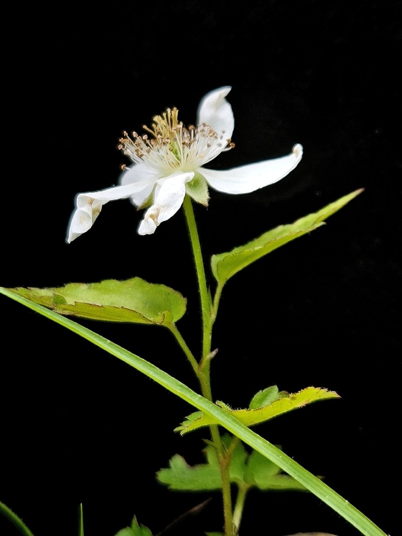 Prickless Dewberry photo 4