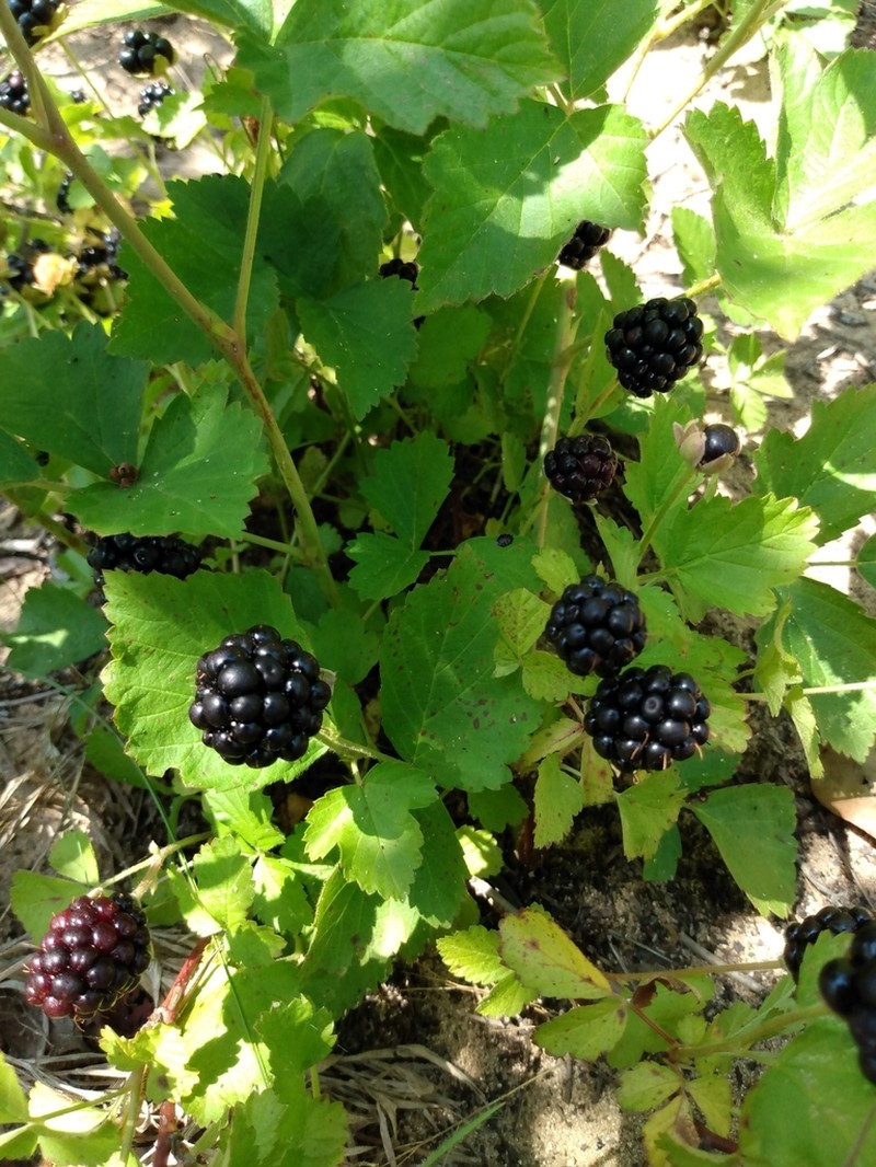 Prickless Dewberry photo 5