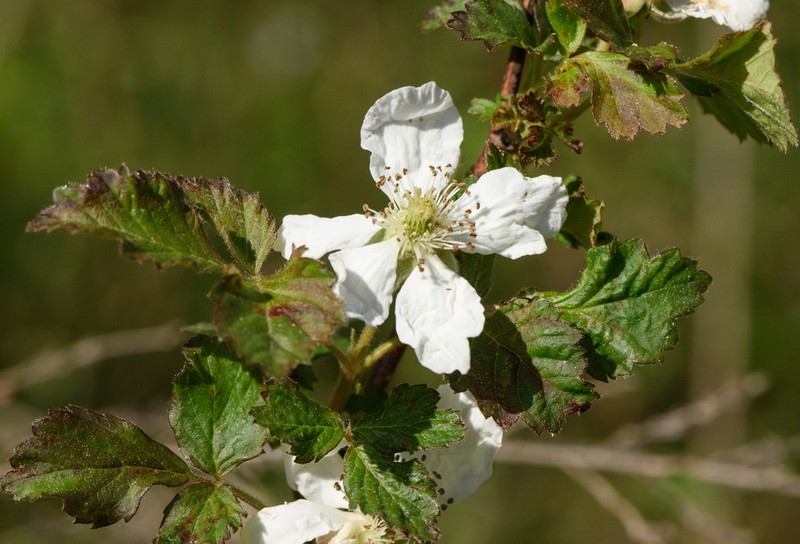Prickless Dewberry photo 6