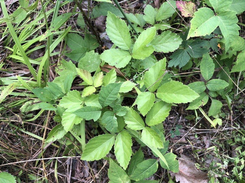 Prickless Dewberry photo 7