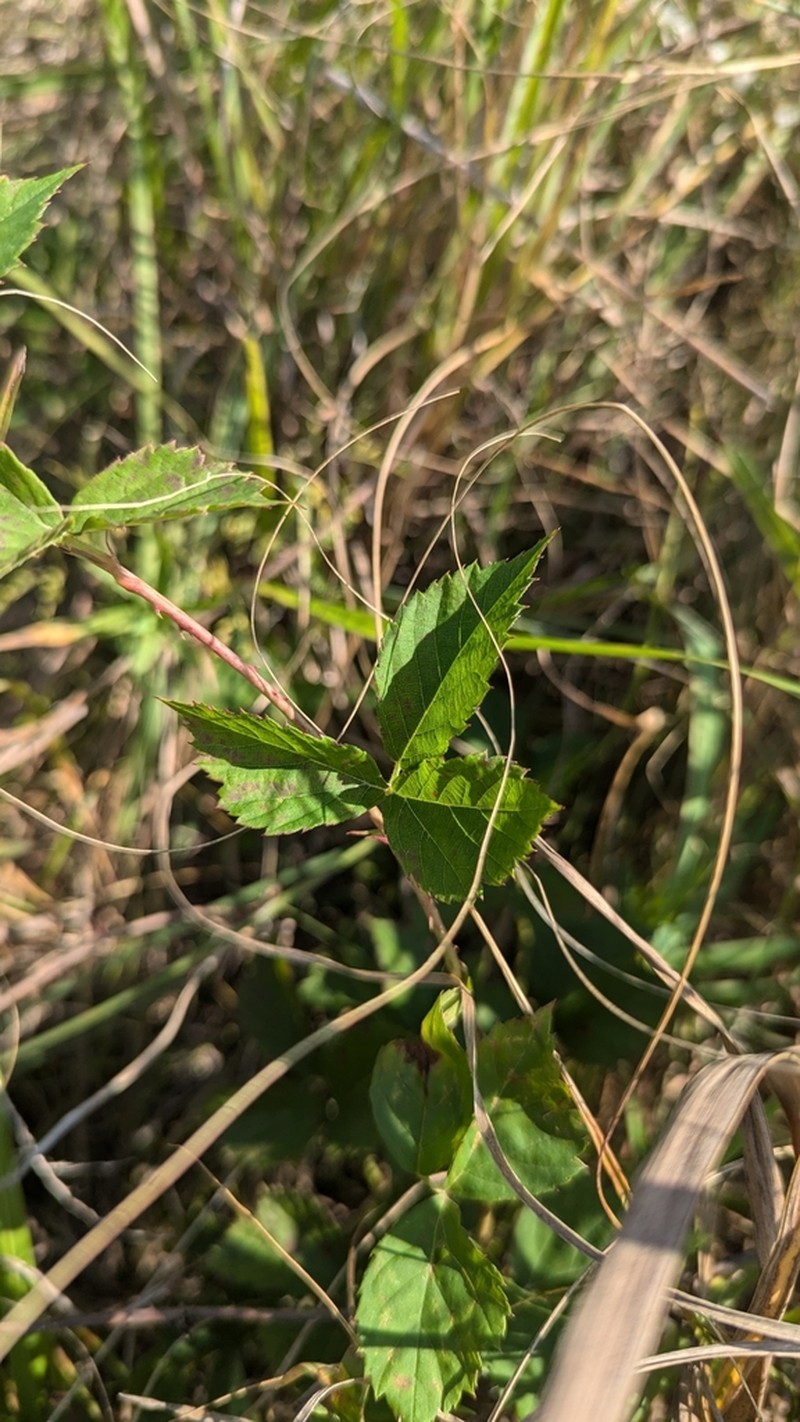 Prickless Dewberry photo 8