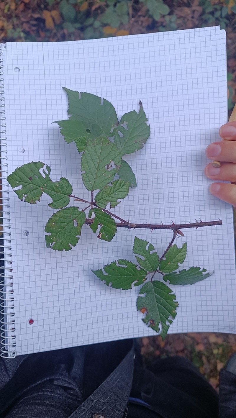 Rubus epipsilos