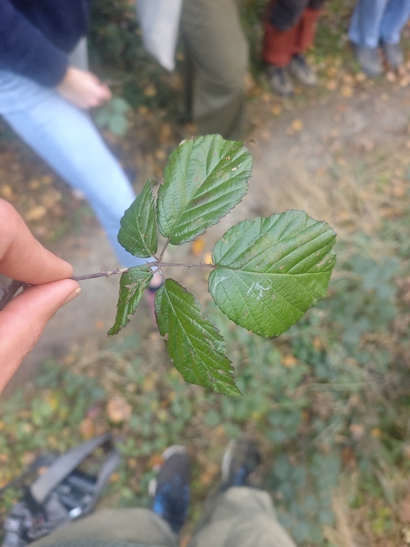 Rubus epipsilos photo 2