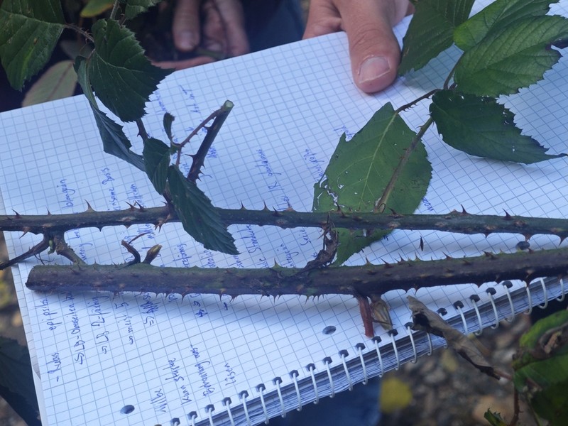 Rubus epipsilos photo 3