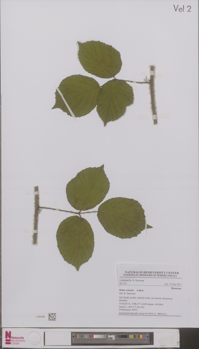 Rubus erinulus