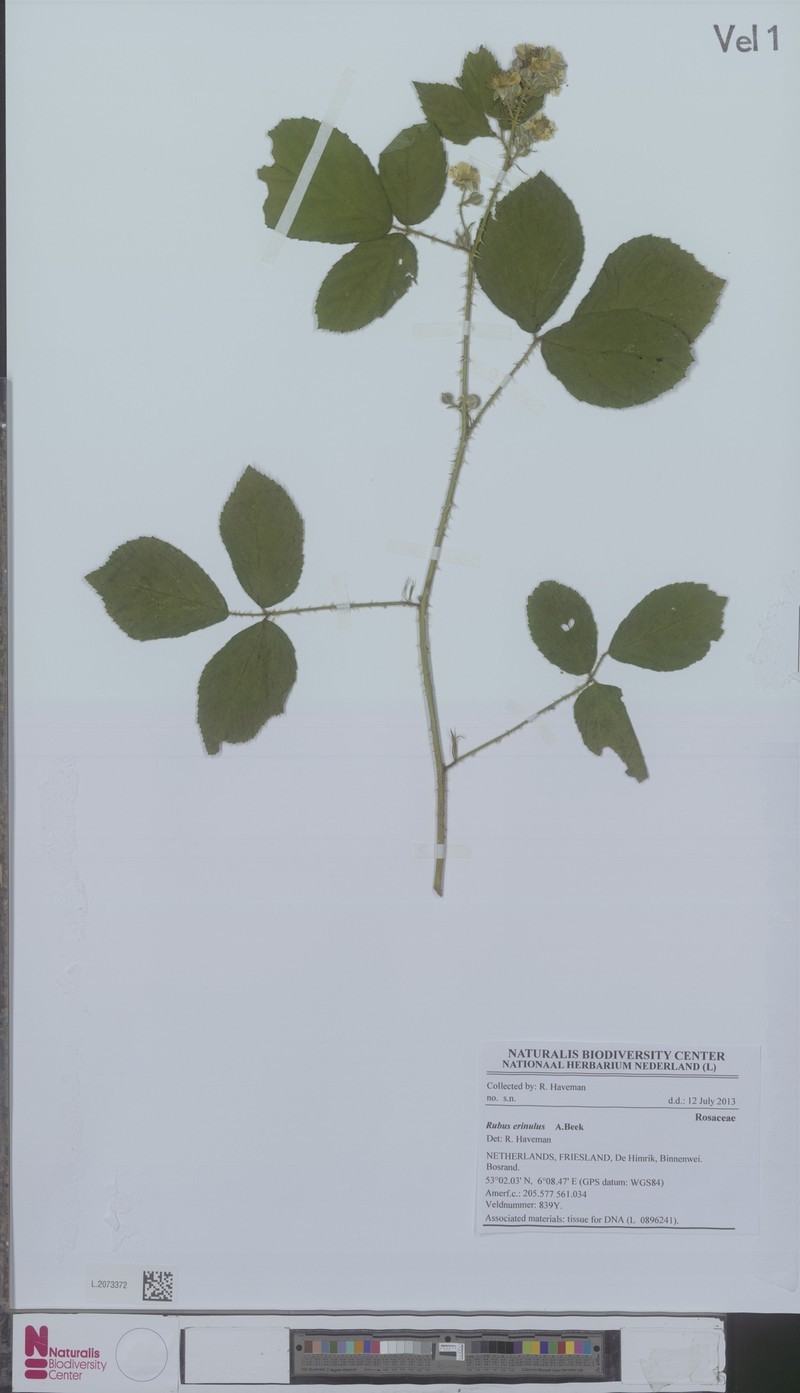 Rubus erinulus photo 2