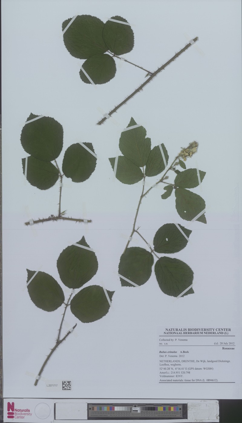 Rubus erinulus photo 3