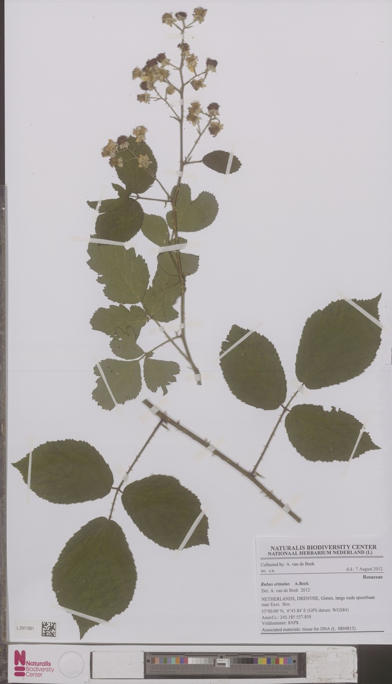 Rubus erinulus photo 4