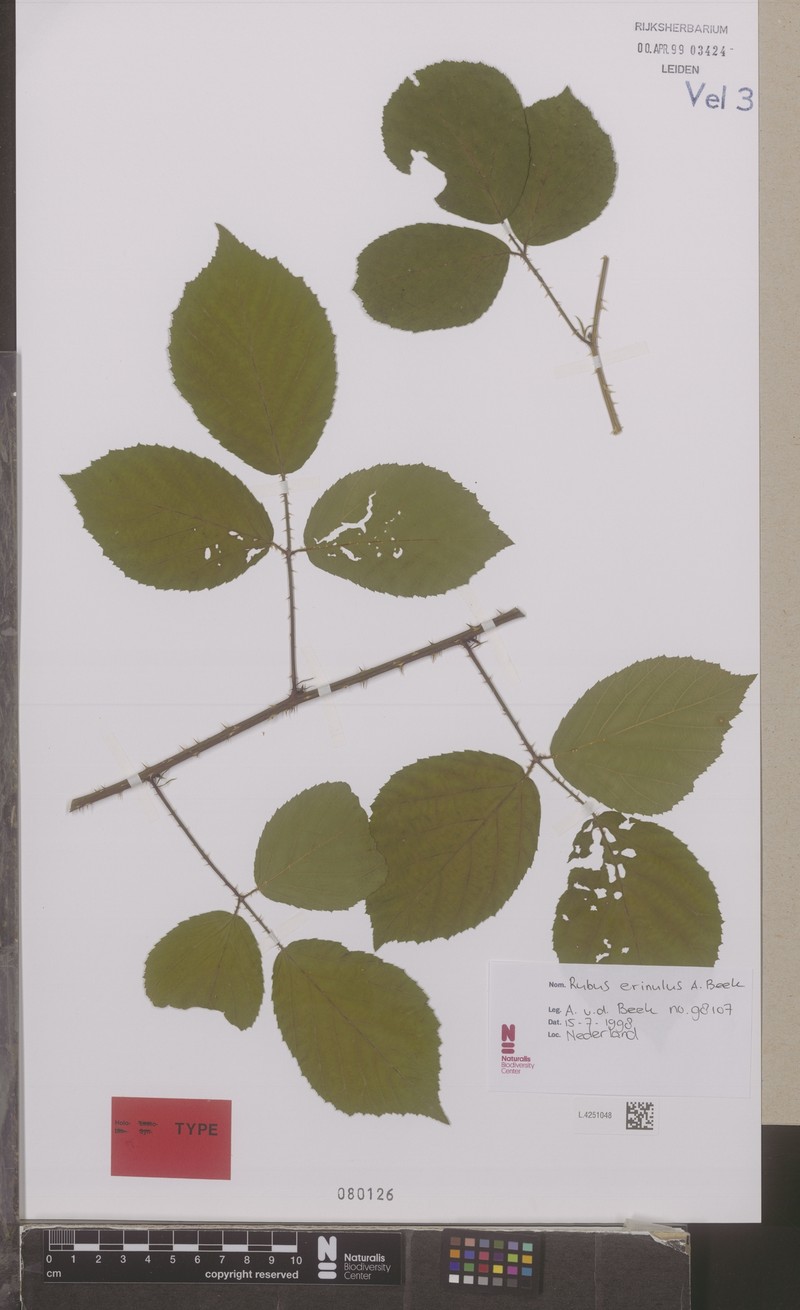 Rubus erinulus photo 5