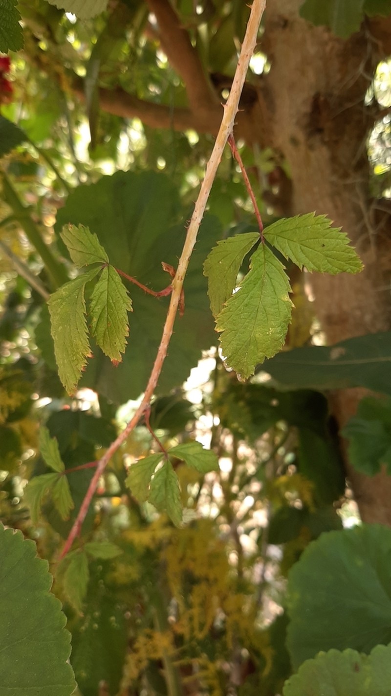 Rubus eriocarpus photo 2